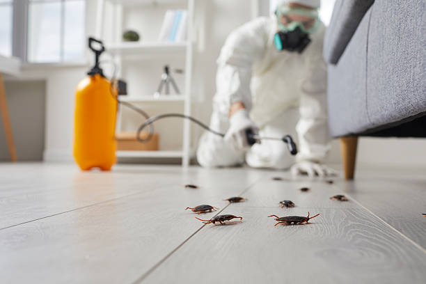 Commercial Rodent Management in Midland